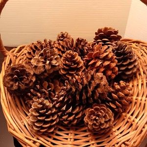 Pine Cones, Assortment of 25 for Decor Projects/Crafts, Natural, Most 4" or less